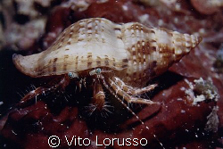 Crabs - Pagurus  anachoretus by Vito Lorusso 